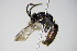  ( - BC ZSM HYM 17413)  @13 [ ] CreativeCommons - Attribution Non-Commercial Share-Alike (2015) Unspecified SNSB, Zoologische Staatssammlung Muenchen