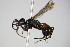  (Arachnospila consobrina - BC ZSM HYM 17428)  @13 [ ] CreativeCommons - Attribution Non-Commercial Share-Alike (2015) Unspecified SNSB, Zoologische Staatssammlung Muenchen