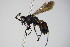  ( - BC ZSM HYM 17429)  @13 [ ] CreativeCommons - Attribution Non-Commercial Share-Alike (2015) Unspecified SNSB, Zoologische Staatssammlung Muenchen