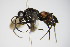  ( - BC ZSM HYM 17431)  @13 [ ] CreativeCommons - Attribution Non-Commercial Share-Alike (2015) Unspecified SNSB, Zoologische Staatssammlung Muenchen