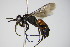  ( - BC ZSM HYM 17432)  @11 [ ] CreativeCommons - Attribution Non-Commercial Share-Alike (2015) Unspecified SNSB, Zoologische Staatssammlung Muenchen