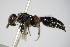  ( - BC ZSM HYM 17444)  @13 [ ] CreativeCommons - Attribution Non-Commercial Share-Alike (2015) Unspecified SNSB, Zoologische Staatssammlung Muenchen