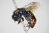  (Chrysura laevigata - BC ZSM HYM 17478)  @13 [ ] CreativeCommons - Attribution Non-Commercial Share-Alike (2015) Unspecified SNSB, Zoologische Staatssammlung Muenchen