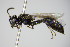  ( - BC ZSM HYM 17487)  @12 [ ] CreativeCommons - Attribution Non-Commercial Share-Alike (2015) Unspecified SNSB, Zoologische Staatssammlung Muenchen