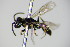  ( - BC ZSM HYM 17492)  @11 [ ] CreativeCommons - Attribution Non-Commercial Share-Alike (2015) Unspecified SNSB, Zoologische Staatssammlung Muenchen