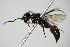  ( - BC ZSM HYM 17499)  @11 [ ] CreativeCommons - Attribution Non-Commercial Share-Alike (2015) Unspecified SNSB, Zoologische Staatssammlung Muenchen