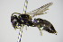 ( - BC ZSM HYM 17513)  @11 [ ] CreativeCommons - Attribution Non-Commercial Share-Alike (2015) Unspecified SNSB, Zoologische Staatssammlung Muenchen