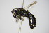  ( - BC ZSM HYM 17517)  @11 [ ] CreativeCommons - Attribution Non-Commercial Share-Alike (2015) Unspecified SNSB, Zoologische Staatssammlung Muenchen