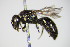  ( - BC ZSM HYM 17520)  @11 [ ] CreativeCommons - Attribution Non-Commercial Share-Alike (2015) Unspecified SNSB, Zoologische Staatssammlung Muenchen