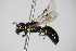  ( - BC ZSM HYM 17536)  @11 [ ] CreativeCommons - Attribution Non-Commercial Share-Alike (2015) Unspecified SNSB, Zoologische Staatssammlung Muenchen