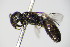  (Hylaeus tyrolensis - BC ZSM HYM 17538)  @13 [ ] CreativeCommons - Attribution Non-Commercial Share-Alike (2015) Unspecified SNSB, Zoologische Staatssammlung Muenchen