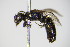  ( - BC ZSM HYM 17543)  @13 [ ] CreativeCommons - Attribution Non-Commercial Share-Alike (2015) Unspecified SNSB, Zoologische Staatssammlung Muenchen
