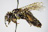  ( - BC ZSM HYM 17545)  @14 [ ] CreativeCommons - Attribution Non-Commercial Share-Alike (2015) Unspecified SNSB, Zoologische Staatssammlung Muenchen