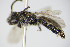  ( - BC ZSM HYM 17547)  @13 [ ] CreativeCommons - Attribution Non-Commercial Share-Alike (2015) Unspecified SNSB, Zoologische Staatssammlung Muenchen