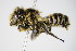  ( - BC ZSM HYM 17555)  @14 [ ] CreativeCommons - Attribution Non-Commercial Share-Alike (2015) Unspecified SNSB, Zoologische Staatssammlung Muenchen