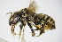  ( - BC ZSM HYM 17559)  @13 [ ] CreativeCommons - Attribution Non-Commercial Share-Alike (2015) Unspecified SNSB, Zoologische Staatssammlung Muenchen