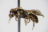  ( - BC ZSM HYM 17560)  @13 [ ] CreativeCommons - Attribution Non-Commercial Share-Alike (2015) Unspecified SNSB, Zoologische Staatssammlung Muenchen