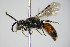  ( - BC ZSM HYM 17566)  @13 [ ] CreativeCommons - Attribution Non-Commercial Share-Alike (2015) Unspecified SNSB, Zoologische Staatssammlung Muenchen