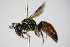  ( - BC ZSM HYM 17567)  @13 [ ] CreativeCommons - Attribution Non-Commercial Share-Alike (2015) Unspecified SNSB, Zoologische Staatssammlung Muenchen