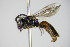  ( - BC ZSM HYM 17570)  @13 [ ] CreativeCommons - Attribution Non-Commercial Share-Alike (2015) Unspecified SNSB, Zoologische Staatssammlung Muenchen