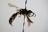  ( - BC ZSM HYM 17595)  @12 [ ] CreativeCommons - Attribution Non-Commercial Share-Alike (2015) Unspecified SNSB, Zoologische Staatssammlung Muenchen