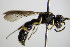  ( - BC ZSM HYM 17597)  @11 [ ] CreativeCommons - Attribution Non-Commercial Share-Alike (2015) Unspecified SNSB, Zoologische Staatssammlung Muenchen