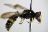  ( - BC ZSM HYM 17598)  @12 [ ] CreativeCommons - Attribution Non-Commercial Share-Alike (2015) Unspecified SNSB, Zoologische Staatssammlung Muenchen