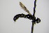  ( - BC ZSM HYM 17623)  @12 [ ] CreativeCommons - Attribution Non-Commercial Share-Alike (2015) Unspecified SNSB, Zoologische Staatssammlung Muenchen