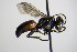  ( - BC ZSM HYM 17629)  @13 [ ] CreativeCommons - Attribution Non-Commercial Share-Alike (2015) Unspecified SNSB, Zoologische Staatssammlung Muenchen