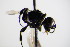  ( - BC ZSM HYM 17641)  @12 [ ] CreativeCommons - Attribution Non-Commercial Share-Alike (2015) Unspecified SNSB, Zoologische Staatssammlung Muenchen