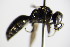  ( - BC ZSM HYM 17644)  @12 [ ] CreativeCommons - Attribution Non-Commercial Share-Alike (2015) Unspecified SNSB, Zoologische Staatssammlung Muenchen