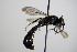  ( - BC ZSM HYM 17653)  @12 [ ] CreativeCommons - Attribution Non-Commercial Share-Alike (2015) Unspecified SNSB, Zoologische Staatssammlung Muenchen