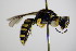  ( - BC ZSM HYM 17658)  @13 [ ] CreativeCommons - Attribution Non-Commercial Share-Alike (2015) Unspecified SNSB, Zoologische Staatssammlung Muenchen