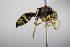  ( - BC ZSM HYM 17679)  @12 [ ] CreativeCommons - Attribution Non-Commercial Share-Alike (2015) Unspecified SNSB, Zoologische Staatssammlung Muenchen