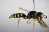  ( - BC ZSM HYM 17730)  @13 [ ] CreativeCommons - Attribution Non-Commercial Share-Alike (2015) Unspecified SNSB, Zoologische Staatssammlung Muenchen
