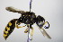  ( - BC ZSM HYM 17732)  @11 [ ] CreativeCommons - Attribution Non-Commercial Share-Alike (2015) Unspecified SNSB, Zoologische Staatssammlung Muenchen