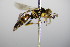  ( - BC ZSM HYM 17736)  @12 [ ] CreativeCommons - Attribution Non-Commercial Share-Alike (2015) Unspecified SNSB, Zoologische Staatssammlung Muenchen