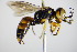  ( - BC ZSM HYM 17737)  @12 [ ] CreativeCommons - Attribution Non-Commercial Share-Alike (2015) Unspecified SNSB, Zoologische Staatssammlung Muenchen