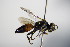 ( - BC ZSM HYM 17740)  @12 [ ] CreativeCommons - Attribution Non-Commercial Share-Alike (2015) Unspecified SNSB, Zoologische Staatssammlung Muenchen