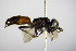  ( - BC ZSM HYM 17741)  @12 [ ] CreativeCommons - Attribution Non-Commercial Share-Alike (2015) Unspecified SNSB, Zoologische Staatssammlung Muenchen