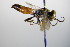  ( - BC ZSM HYM 17742)  @13 [ ] CreativeCommons - Attribution Non-Commercial Share-Alike (2015) Unspecified SNSB, Zoologische Staatssammlung Muenchen