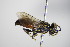  ( - BC ZSM HYM 17743)  @12 [ ] CreativeCommons - Attribution Non-Commercial Share-Alike (2015) Unspecified SNSB, Zoologische Staatssammlung Muenchen