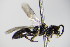  ( - BC ZSM HYM 17745)  @12 [ ] CreativeCommons - Attribution Non-Commercial Share-Alike (2015) Unspecified SNSB, Zoologische Staatssammlung Muenchen