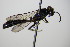  ( - BC ZSM HYM 17761)  @12 [ ] CreativeCommons - Attribution Non-Commercial Share-Alike (2015) Unspecified SNSB, Zoologische Staatssammlung Muenchen