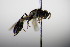  ( - BC ZSM HYM 17769)  @12 [ ] CreativeCommons - Attribution Non-Commercial Share-Alike (2015) Unspecified SNSB, Zoologische Staatssammlung Muenchen