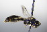  ( - BC ZSM HYM 17770)  @12 [ ] CreativeCommons - Attribution Non-Commercial Share-Alike (2015) Unspecified SNSB, Zoologische Staatssammlung Muenchen