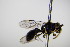  ( - BC ZSM HYM 17771)  @12 [ ] CreativeCommons - Attribution Non-Commercial Share-Alike (2015) Unspecified SNSB, Zoologische Staatssammlung Muenchen