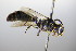 ( - BC ZSM HYM 17774)  @12 [ ] CreativeCommons - Attribution Non-Commercial Share-Alike (2015) Unspecified SNSB, Zoologische Staatssammlung Muenchen