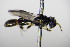  ( - BC ZSM HYM 17778)  @12 [ ] CreativeCommons - Attribution Non-Commercial Share-Alike (2015) Unspecified SNSB, Zoologische Staatssammlung Muenchen