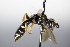  ( - BC ZSM HYM 17783)  @12 [ ] CreativeCommons - Attribution Non-Commercial Share-Alike (2015) Unspecified SNSB, Zoologische Staatssammlung Muenchen